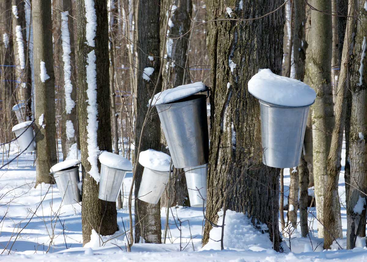 Maple Syrup Sap Buckets near Coldwater