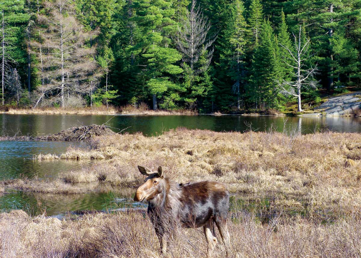 Moose, Algonquin Park