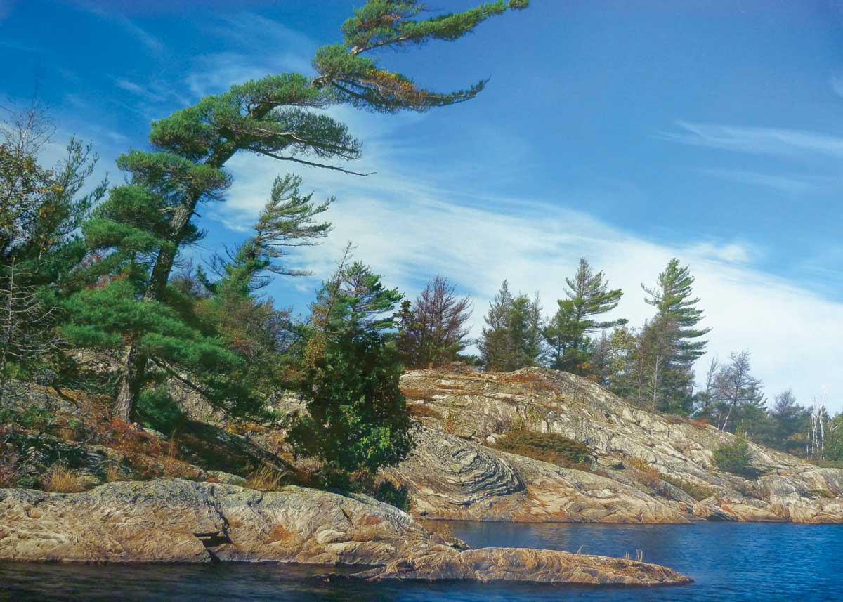 Georgian Bay - Windswept Pine